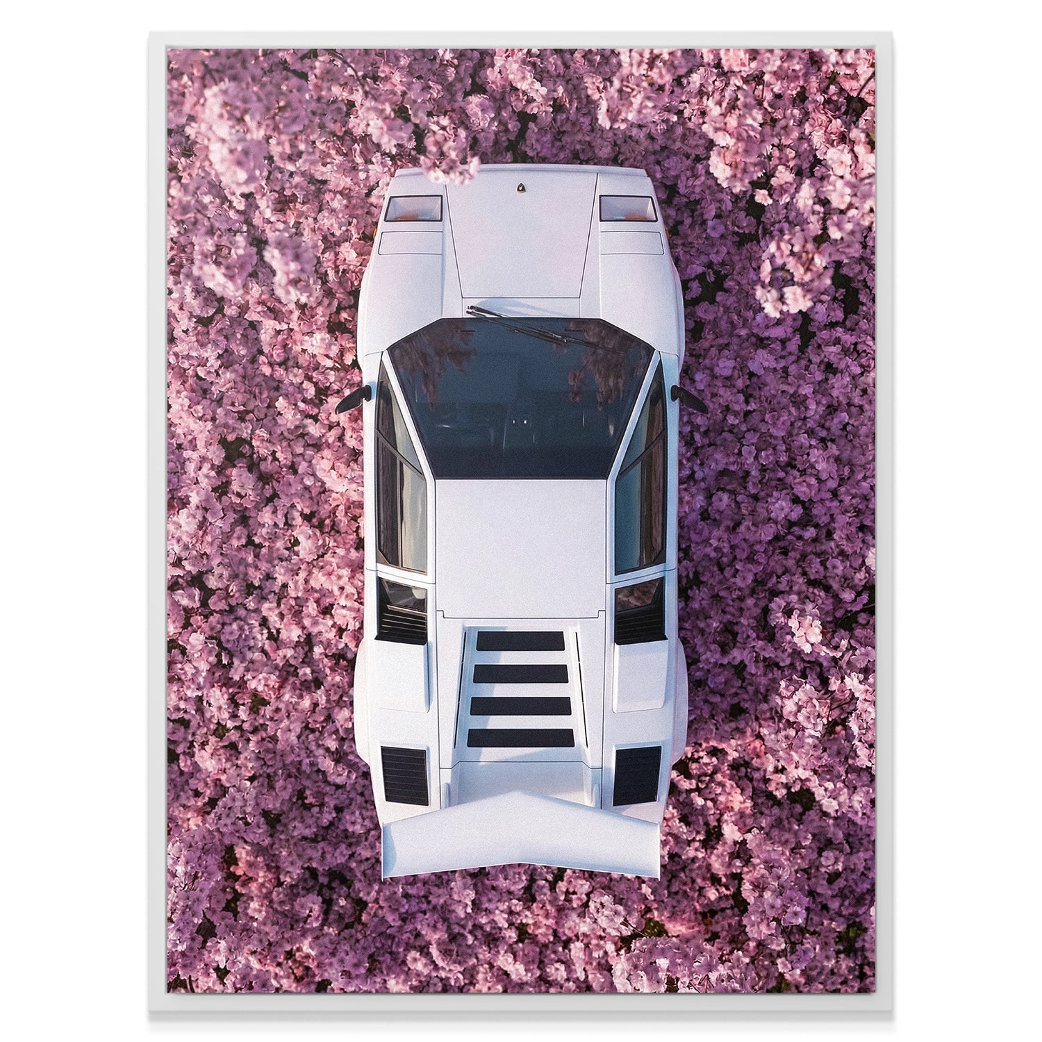 Countach Blossoms