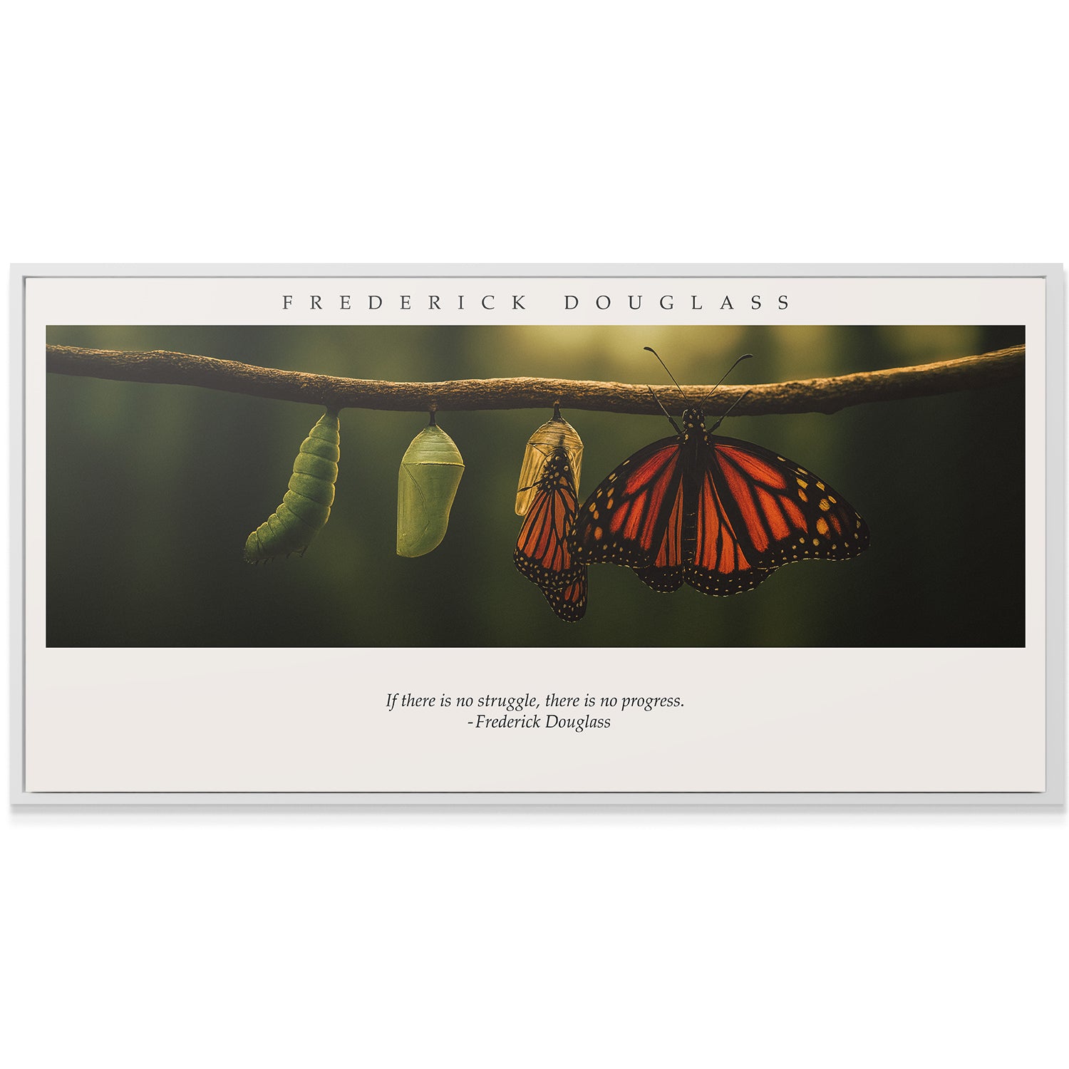 Frederick Douglass - Butterfly