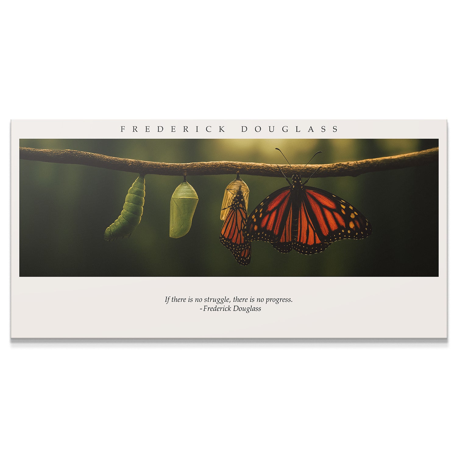 Frederick Douglass - Butterfly