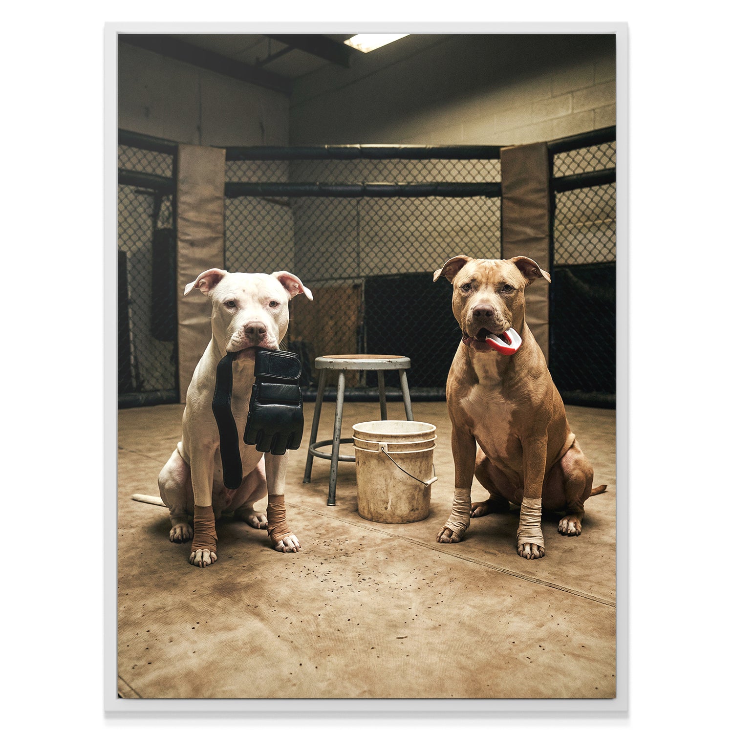 Pitbull MMA