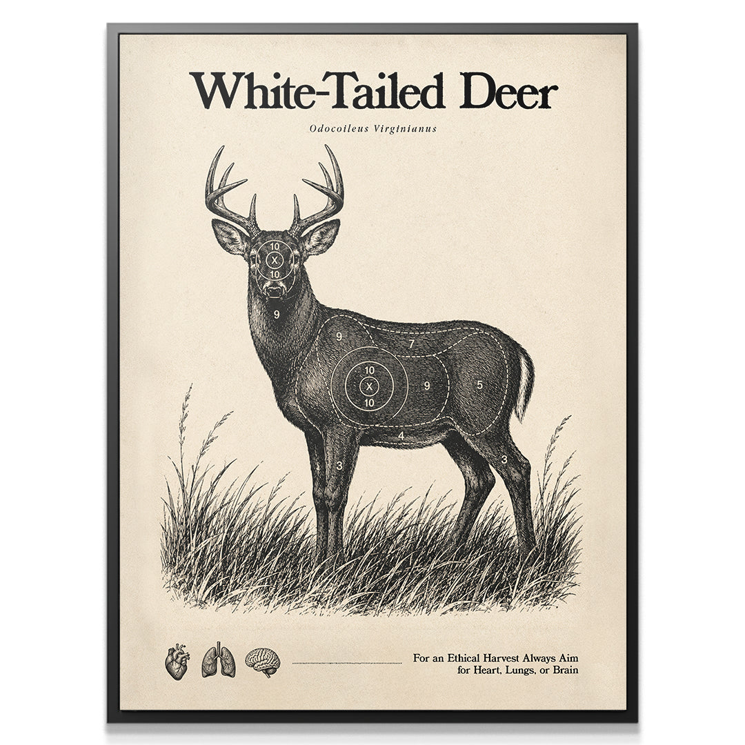 White Tailed Deer Target Sheet