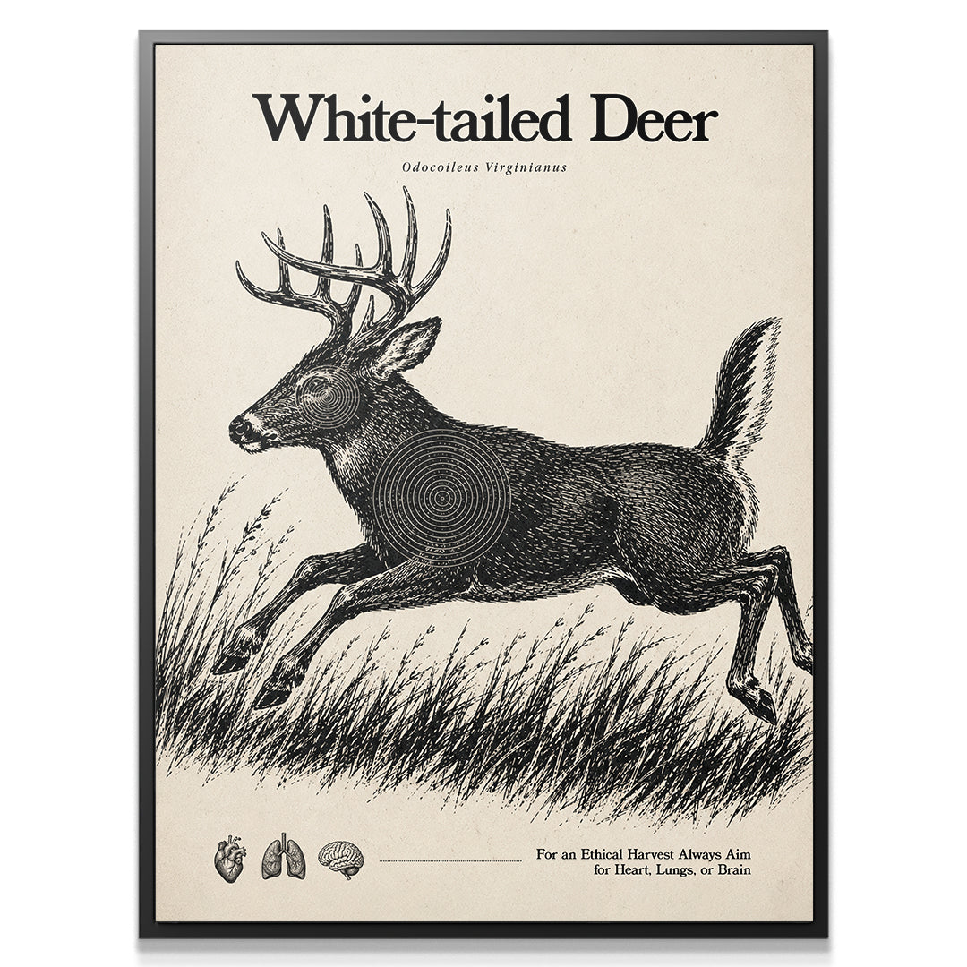 White Tailed Deer Target Sheet - Run