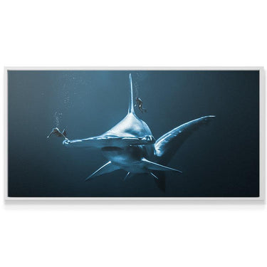 Diving With Mega Hammerhead