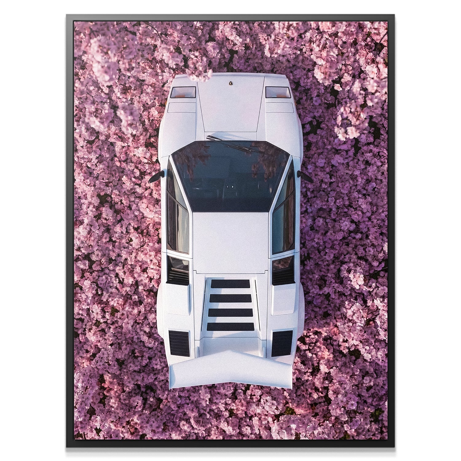 Countach Blossoms