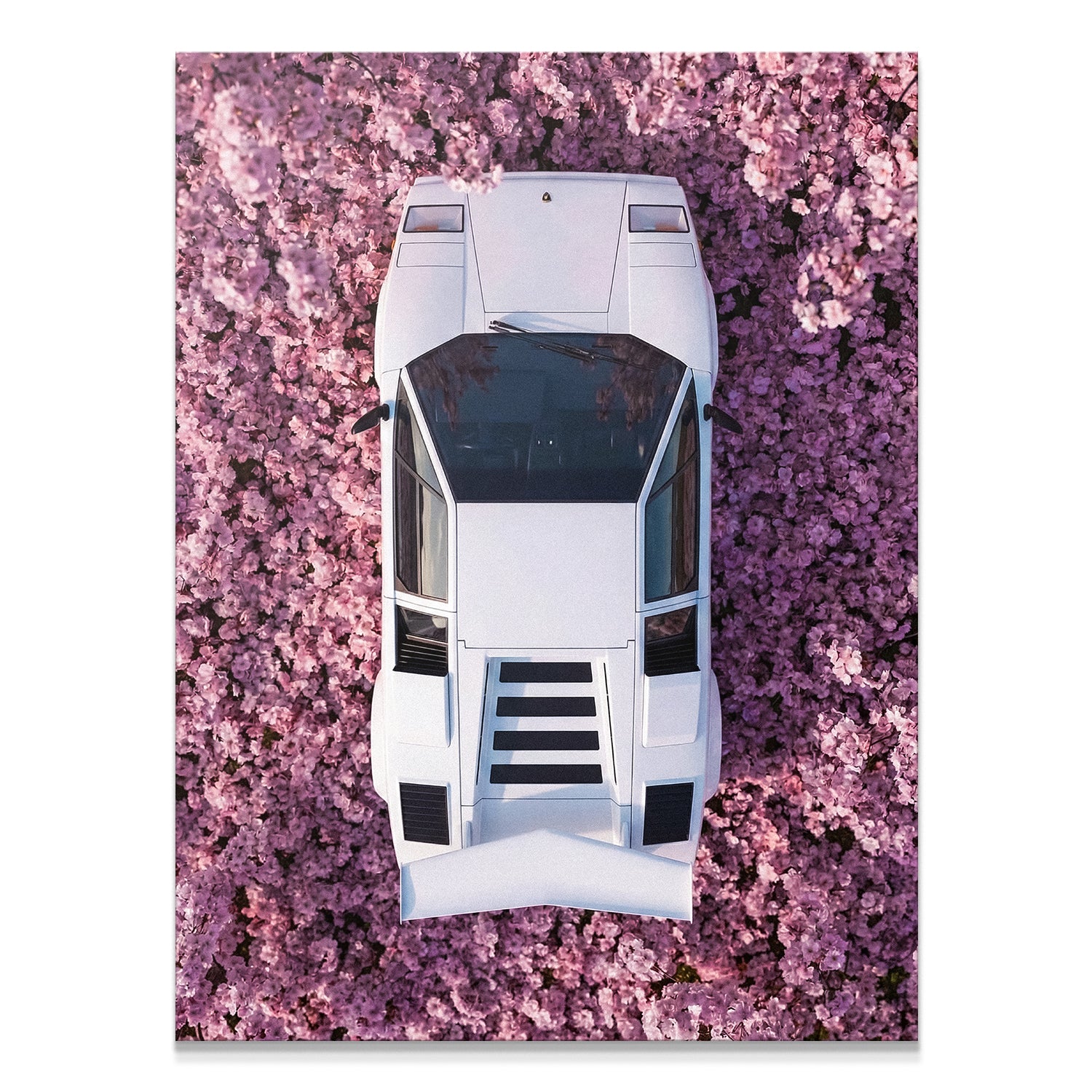 Countach Blossoms