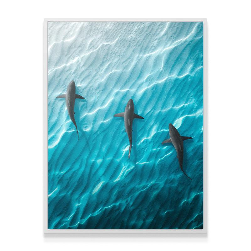 Shark Angle - IKONICK - Phil de Glanville