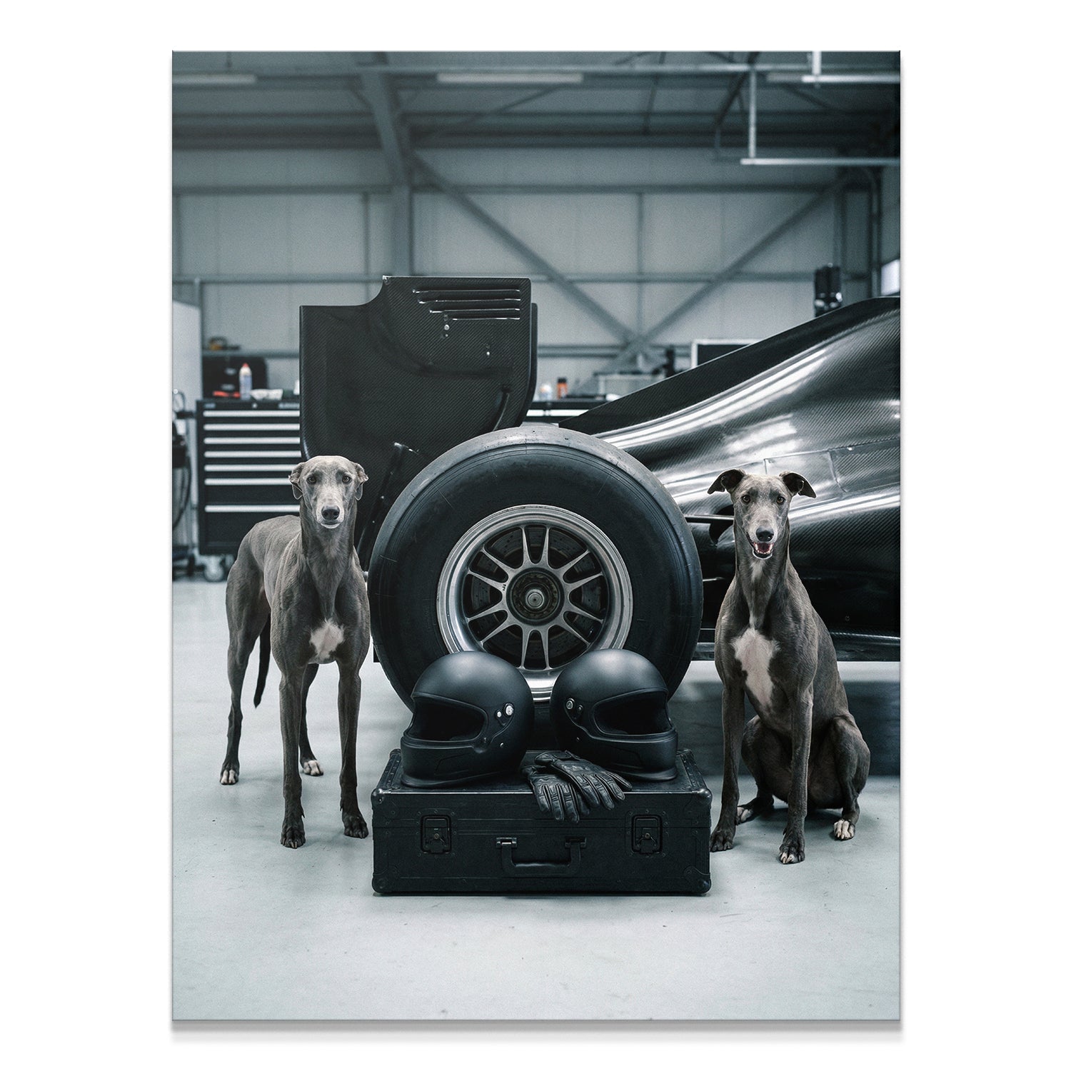 Greyhound F1 2