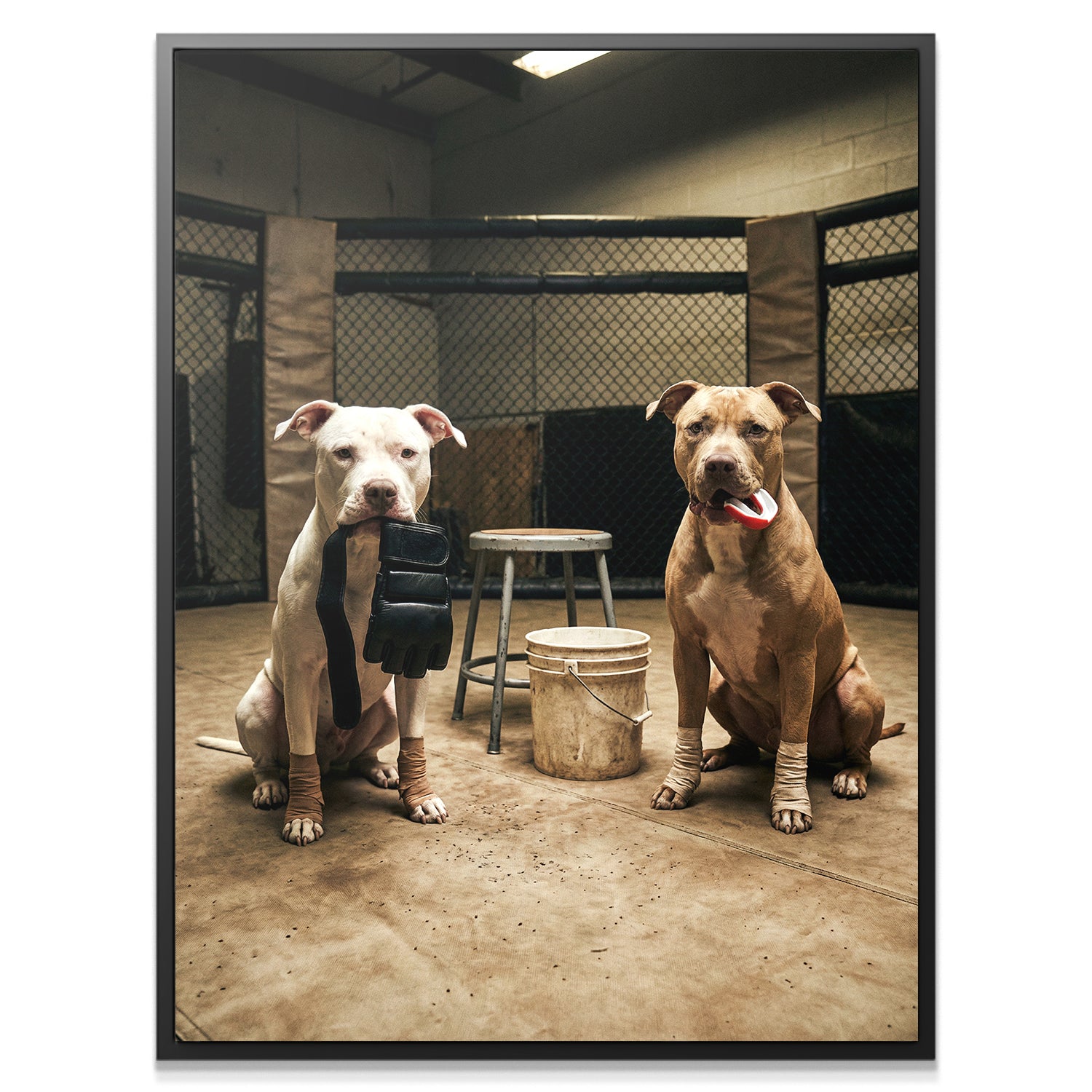 Pitbull MMA