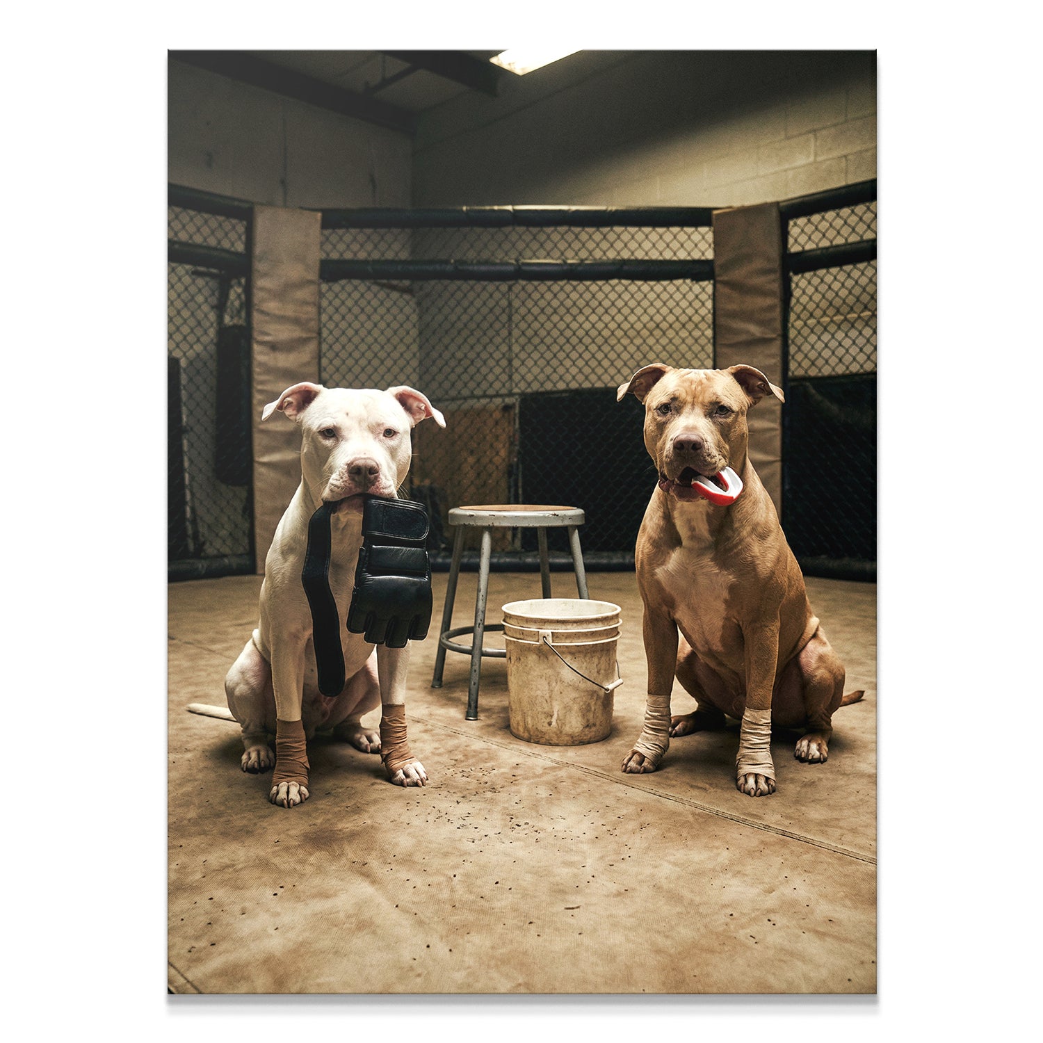 Pitbull MMA