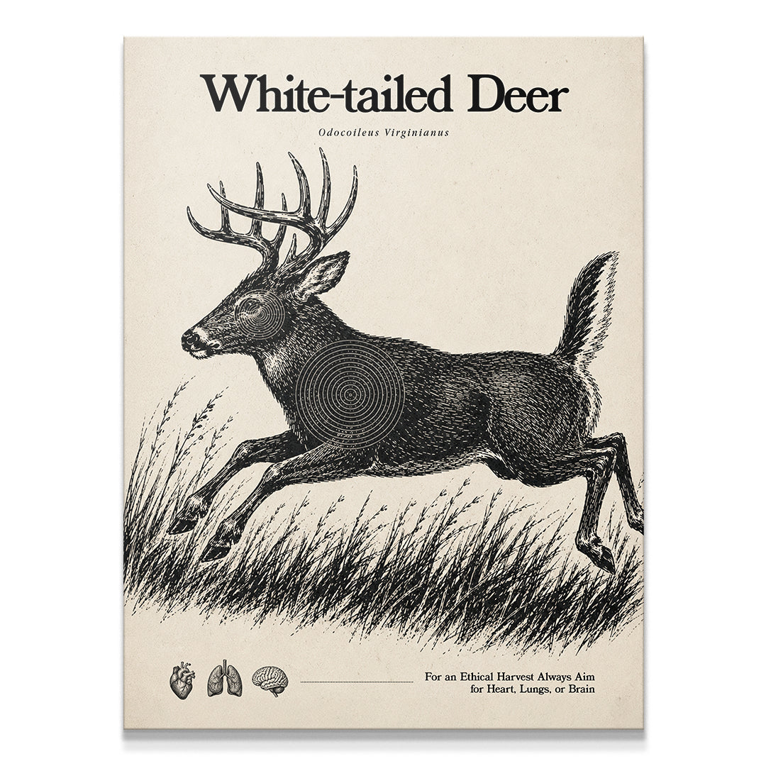 White Tailed Deer Target Sheet - Run